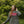 Load image into Gallery viewer, SWEATSHIRT SOUTH LATGALIAN CROWN