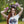 Load image into Gallery viewer, T-SHIRT FLOWER CROWN RADADA